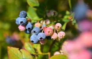 Pleasant Valley Blueberries1